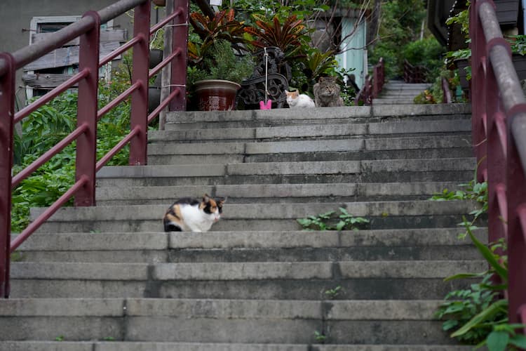 分隔不同町目的石梯間，總會聚集著慵懶的貓咪