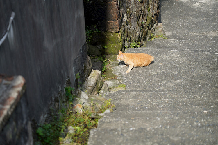 九份的貓兒與石牆，貓兒身後，也就是下坡路是石牆，邊角似乎是後來用紅磚補上的，上坡一點乍看是水泥牆，但水泥脫落露出一角石頭，原來本是石頭牆